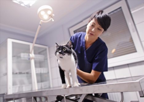 O szczepieniu przeciwko wściekliźnie - WYWIAD