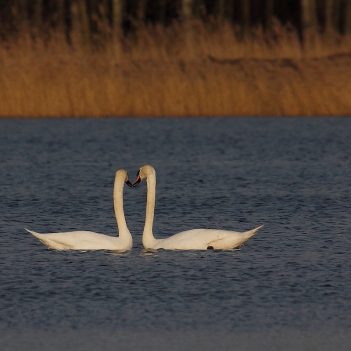Taniec godowy łabedzi. Kuźnica Dąbrowska, marzec 2010