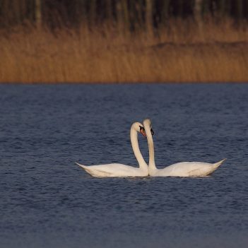 Taniec godowy łabędzi. Kuźnica Dąbrowska, marzec 2010