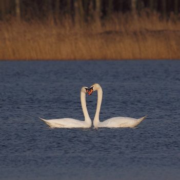 Taniec godowy łabędzi. Kuźnica Dąbrowska, marzec 2010