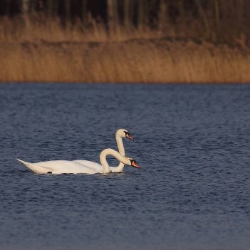 Taniec godowy łabędzi. Kuźnica Dąbrowska, marzec 2010